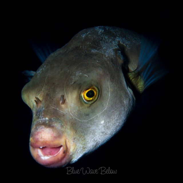 Cabo San Lucas Marine Park Scuba Diving Adventure - Diving Experience