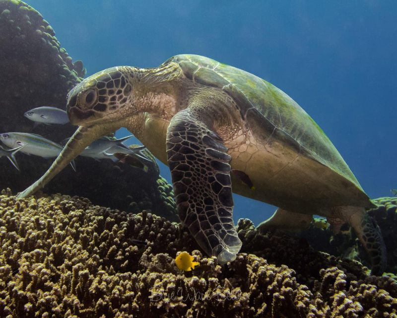 Cabo San Lucas Marine Park Scuba Diving Adventure - Non-Diving Options