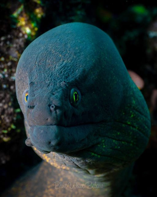 Cabo San Lucas Marine Park Scuba Diving Adventure - Marine Life Encounters
