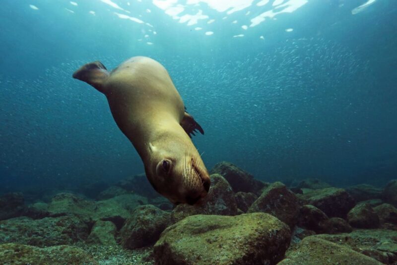 Cabo San Lucas Marine Park Scuba Diving - Included Equipment and Fees