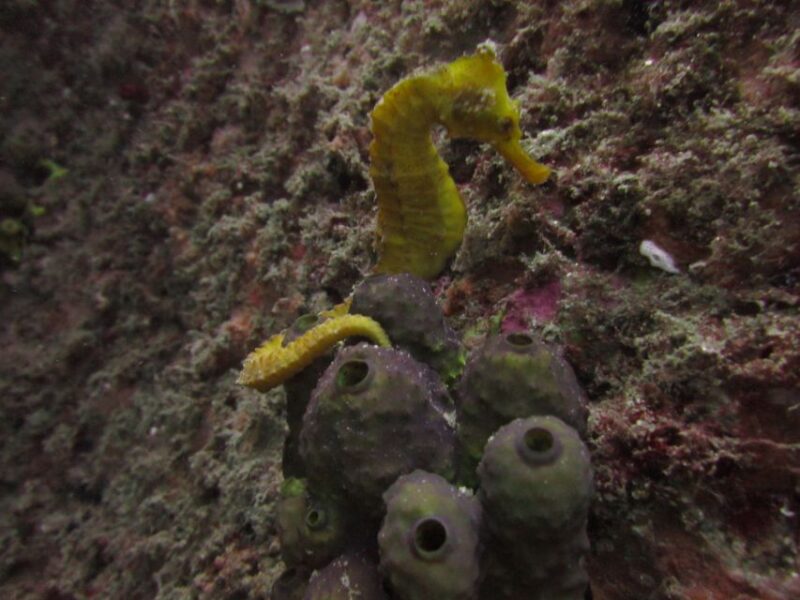 Cabo San Lucas Marine Park Scuba Diving - Participant Requirements