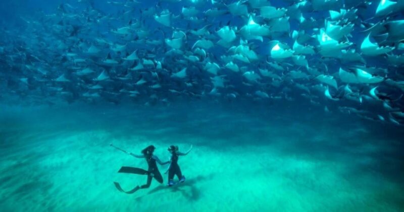 Cabo San Lucas: Open Ocean Snorkel - Safety and Conservation