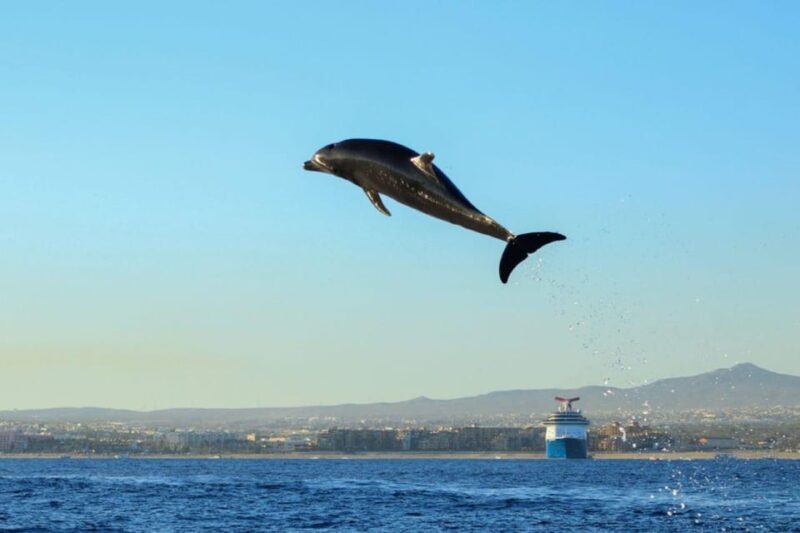 Cabo San Lucas: Open Ocean Snorkel - Frequently Asked Questions