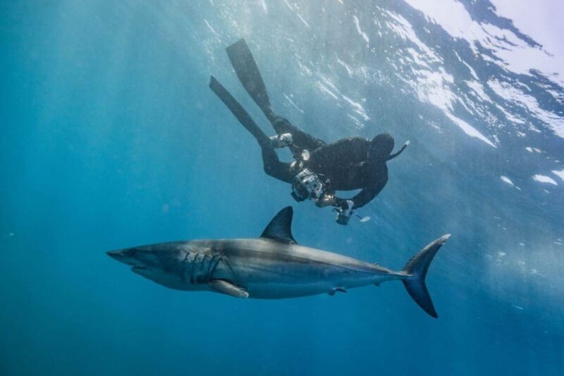 Cabo San Lucas: Pelagic Shark Snorkeling Tour - Key Points