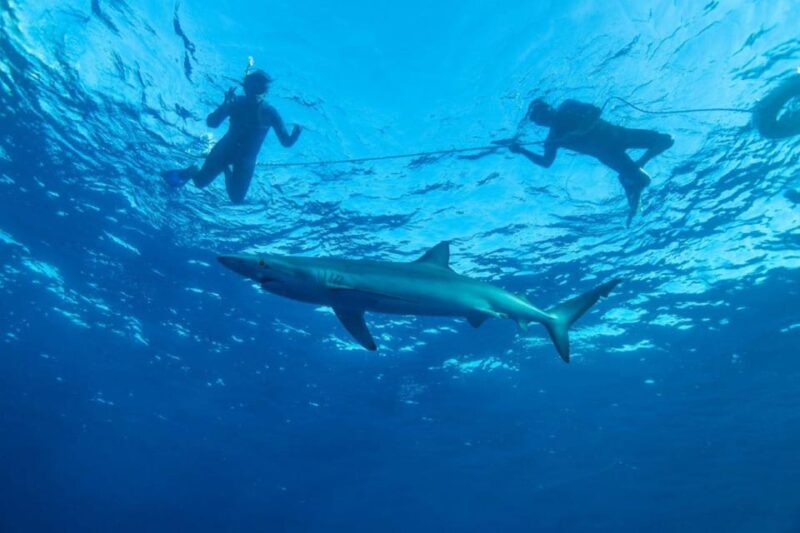Cabo San Lucas: Pelagic Shark Snorkeling Tour - Experience Highlights