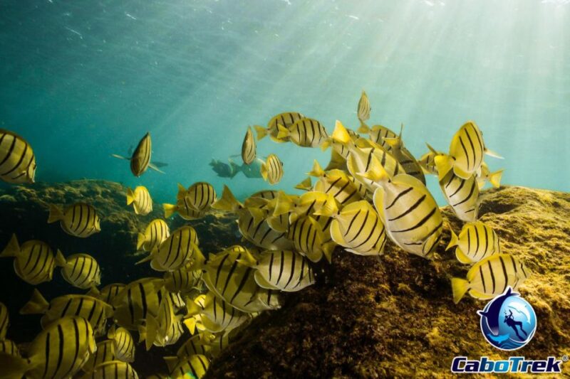 Cabo San Lucas Private and Shared Snorkeling Tour - Key Points
