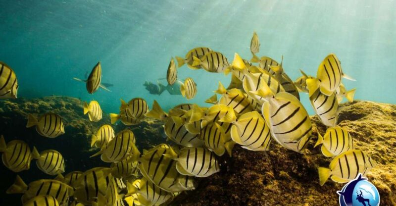 Cabo San Lucas Private and Shared Snorkeling Tour - Tour Details