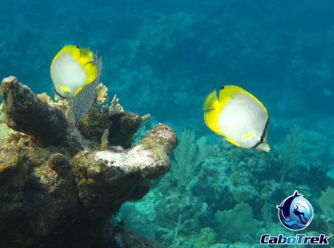 Cabo San Lucas Private and Shared Snorkeling Tour - Frequently Asked Questions