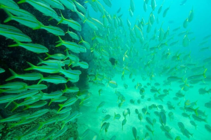 Cabo San Lucas: Reef Snorkel Experience - Meeting Information