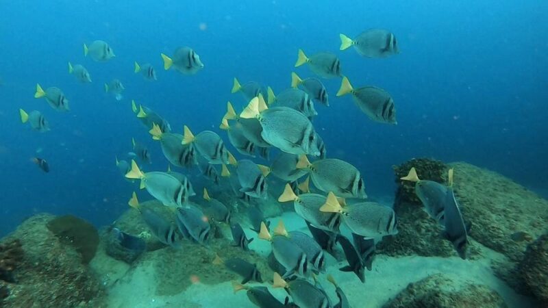 Cabo San Lucas: Scuba Diving at 2 Local Sites in Cabo Bay - Included Amenities