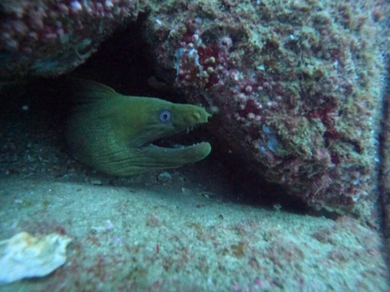 Cabo San Lucas: Scuba Diving at 2 Local Sites in Cabo Bay - Prohibited Activities