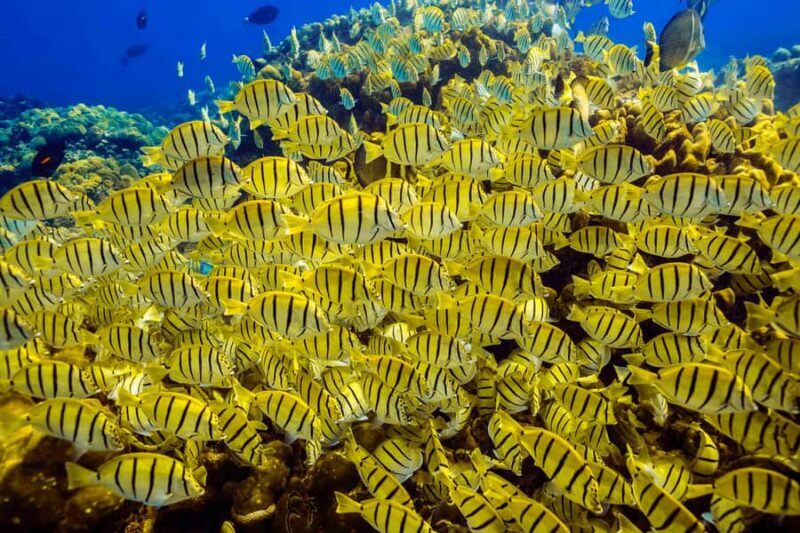 Cabo San Lucas: Scuba Diving in Cabo San Lucas Marine Park - Key Points