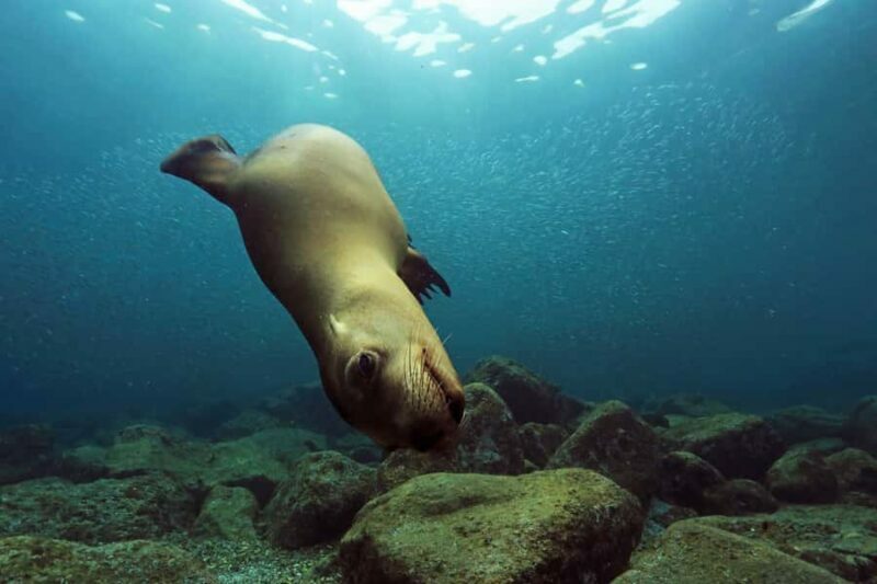 Cabo San Lucas: Scuba Diving in Cabo San Lucas Marine Park - An Introduction to the Cabo San Lucas Marine Park Experience