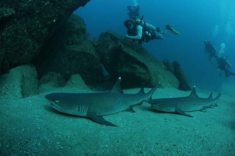 Cabo San Lucas: Scuba Diving in Cabo San Lucas Marine Park - FAQ