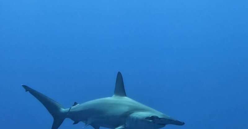 Cabo San Lucas: Shark Snorkeling Adventure - Experience Highlights