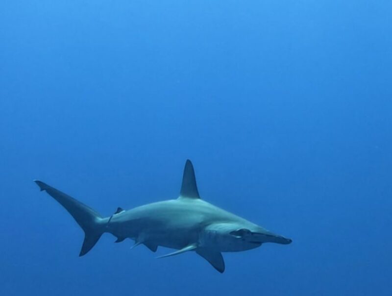 Cabo San Lucas: Shark Snorkeling Adventure - Tour Details