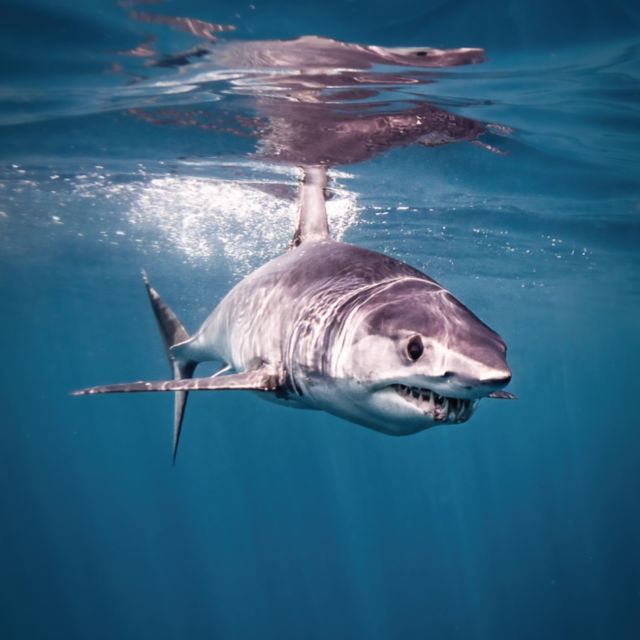 Cabo San Lucas: Shark Snorkeling Adventure - Booking and Cancellation