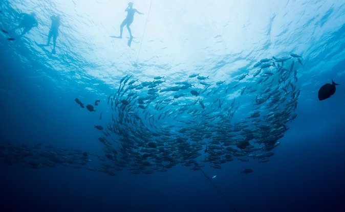 Cabo San Lucas Shopping, Tequila Tasting, and Snorkel Tour - Shopping and Souvenirs
