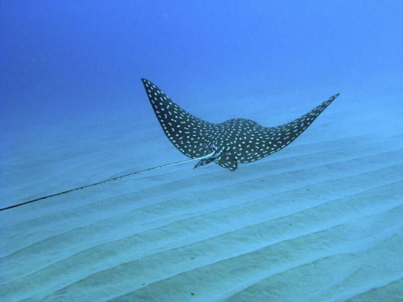 Cabo San Lucas: Snorkel, Paddle-Board, And/Or Kayak Tour - Experience Highlights