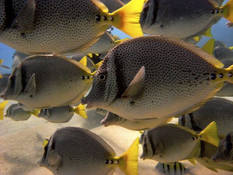 Cabo San Lucas: Snorkel, Paddle-Board, And/Or Kayak Tour - Marine Life Encounters