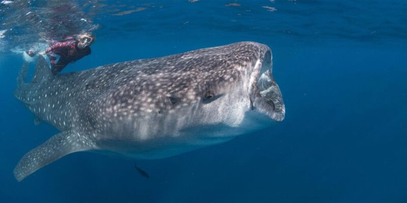 Cabo San Lucas: Snorkel With Whale Sharks - Key Points