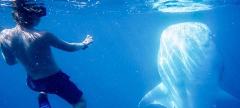 Cabo San Lucas: Snorkel With Whale Sharks - Tour Highlights Explained