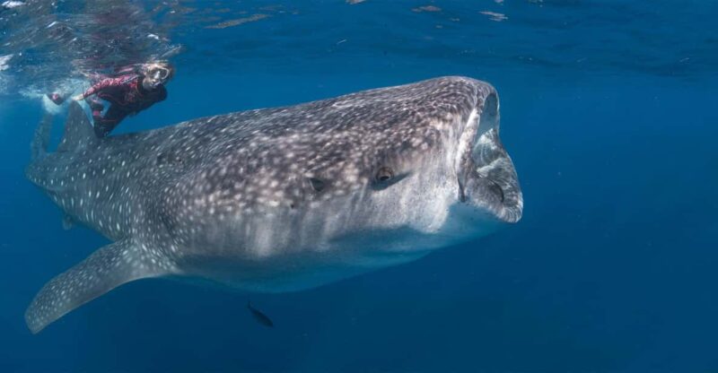 Cabo San Lucas: Snorkel With Whale Sharks - Whats Included in the Tour