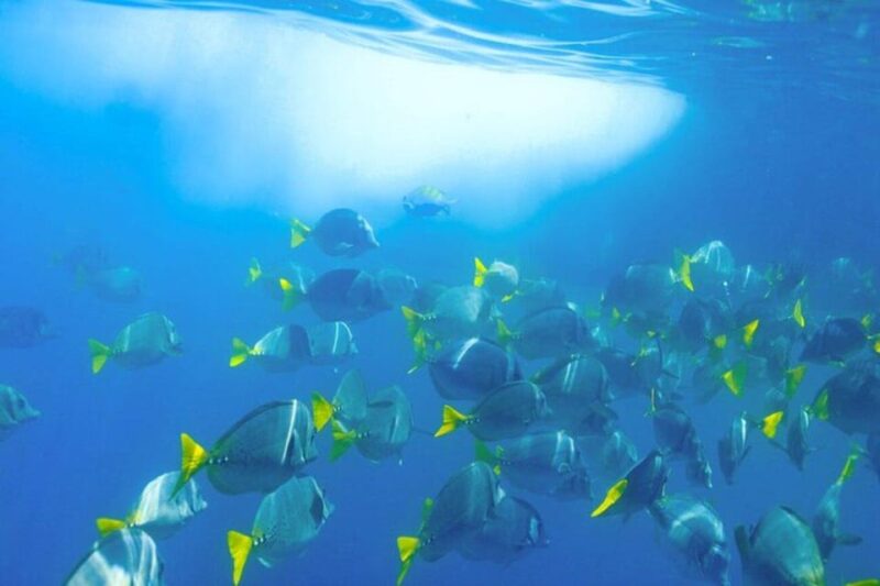 Cabo San Lucas: Snorkeling and Sailing Cruise With Lunch - Itinerary and Highlights
