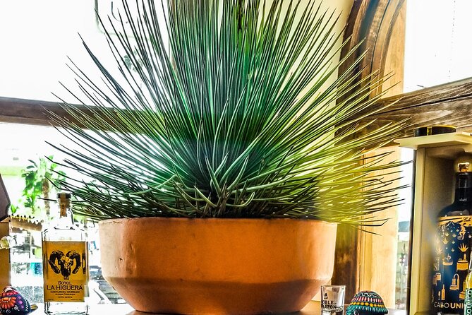 Cabo San Lucas Tequila Tasting Experience - Pairing With Savory Snacks