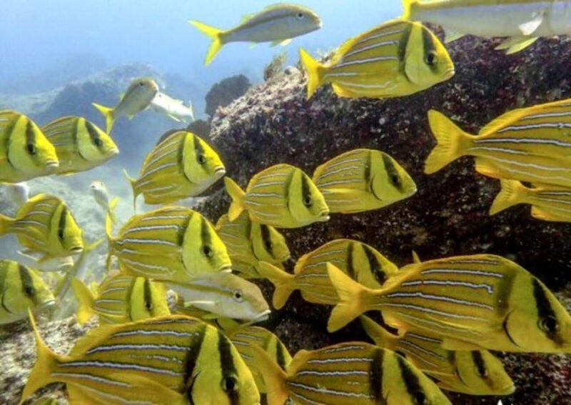 Cabo San Lucas: The Corridor Snorkeling Adventure - Key Points