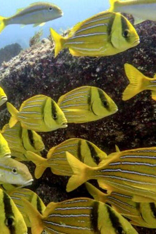 Cabo San Lucas: The Corridor Snorkeling Adventure - Tour Inclusions