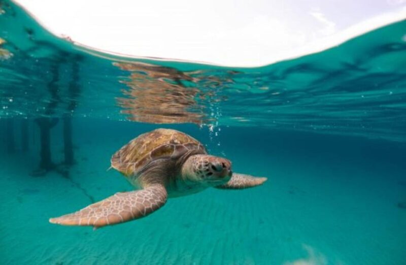 Cabo San Lucas: The Corridor Snorkeling Adventure - Witnessing Marine Life
