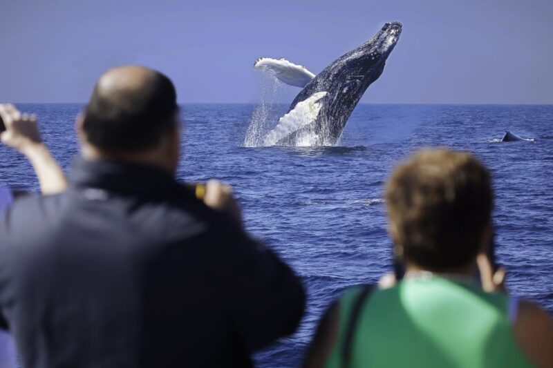 Cabo San Lucas: Whale Watching Breakfast Cruise - Key Points