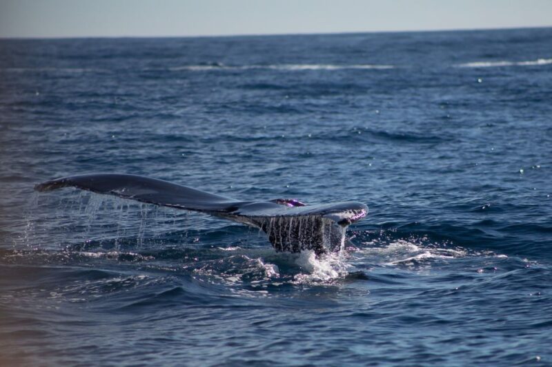 Cabo San Lucas: Whale Watching Breakfast Cruise - Whale Watching Itinerary