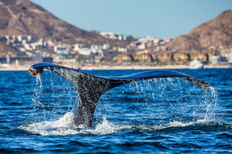 Cabo San Lucas: Whale Watching Catamaran Experience - Booking and Cancellation