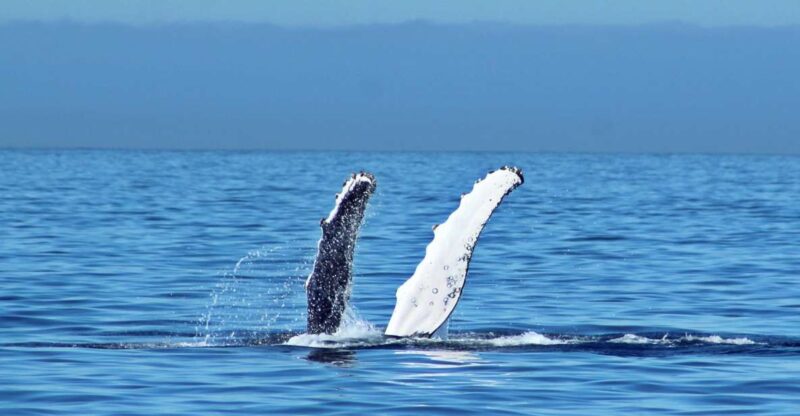 Cabo San Lucas: Whale Watching Experience on Catamaran - Whale Watching Experience