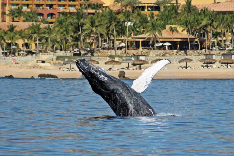 Cabo San Lucas: Whale Watching Experience on Catamaran - Landmarks and Photography