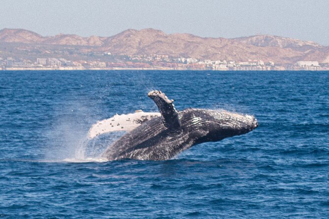 Cabo San Lucas Whale Watching Lunch Cruise - Meeting Point and Directions