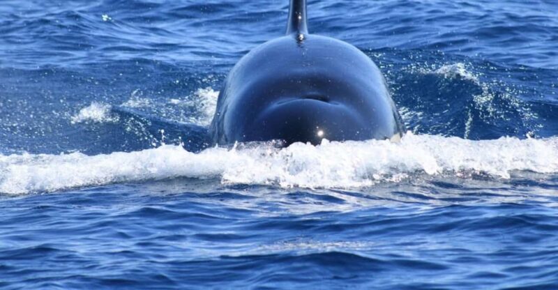 Cabo San Lucas: Whale Watching Tour - Whale Watching Experience