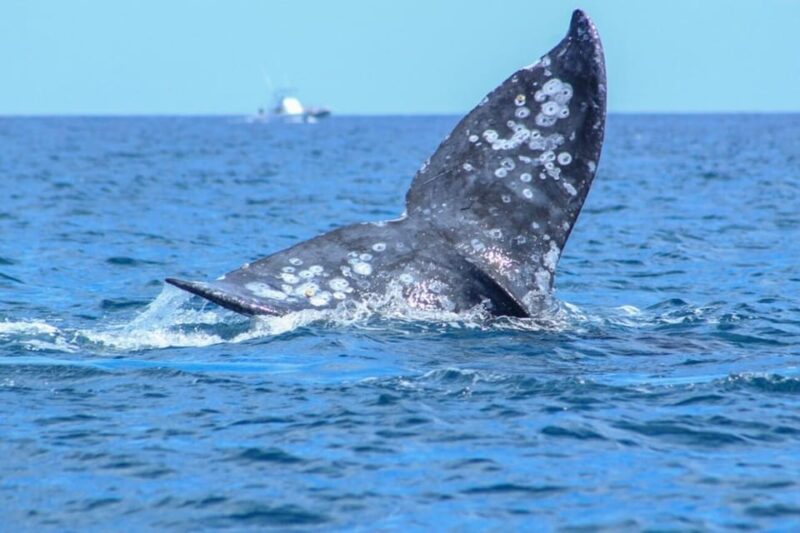 Cabo San Lucas: Whale Watching Tour - Conservation Efforts