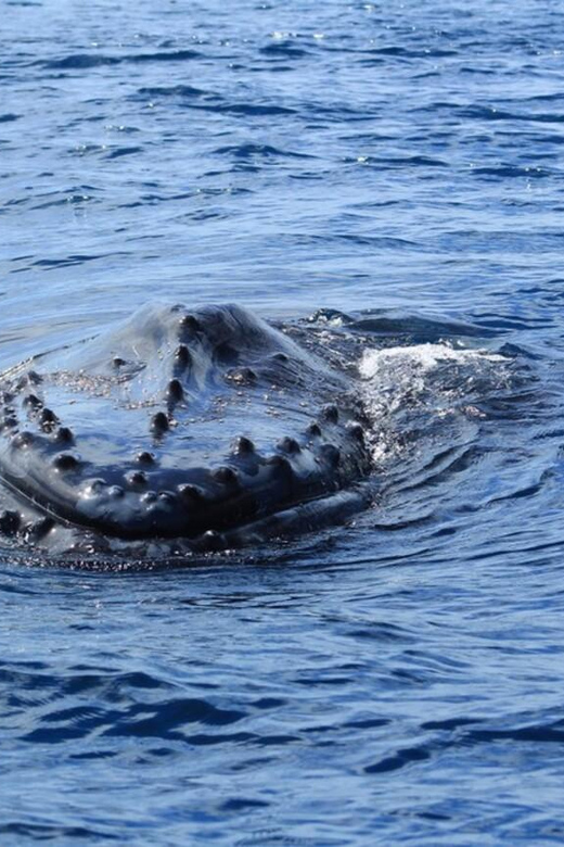 Cabo San Lucas: Whale Watching Tour - Tour Inclusions