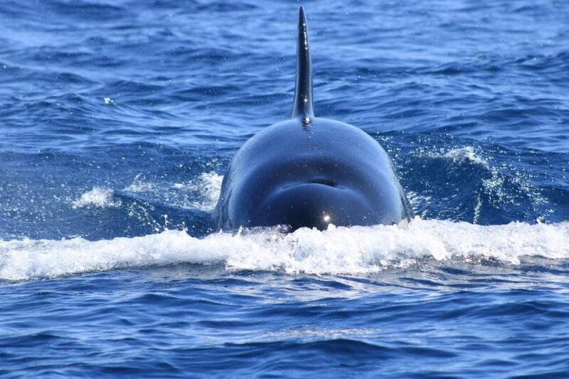 Cabo San Lucas: Whale Watching Tour - Booking Information