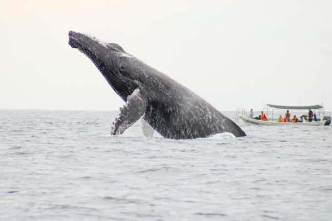 Cabo San Lucas: Whale Watching Tour - Duration and Languages