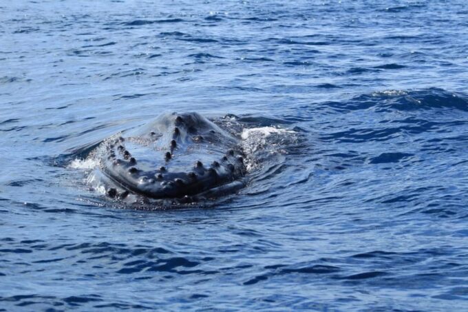 Cabo San Lucas: Whale Watching Tour - Frequently Asked Questions