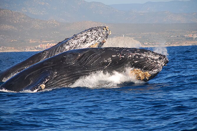 Cabo San Lucas Whale Watching Tour All Included - Inclusions and Amenities