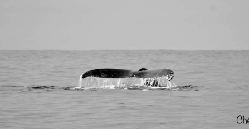 Cabo San Lucas: Whale Watching Tour - Key Points