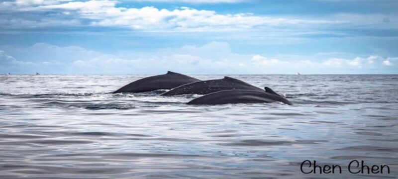 Cabo San Lucas: Whale Watching Tour - Whale Species
