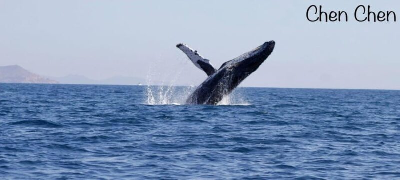 Cabo San Lucas: Whale Watching Tour - Included Amenities