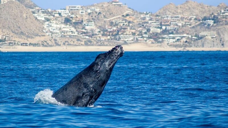 Cabo San Lucas: Whale Watching Tour - Sustainability Efforts