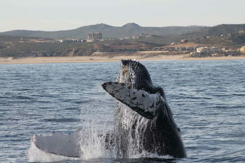 Cabo San Lucas: Whale Watching Tour with Buffet & Open Bar - Key Points